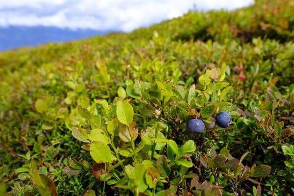 Local Flavor: Maine Wild Blueberry Weekend