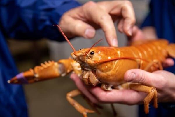 UNE’s latest rare, donated lobster is an orange, one-clawed wonder