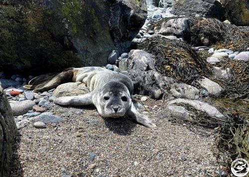 Seal pup rescued in Biddeford