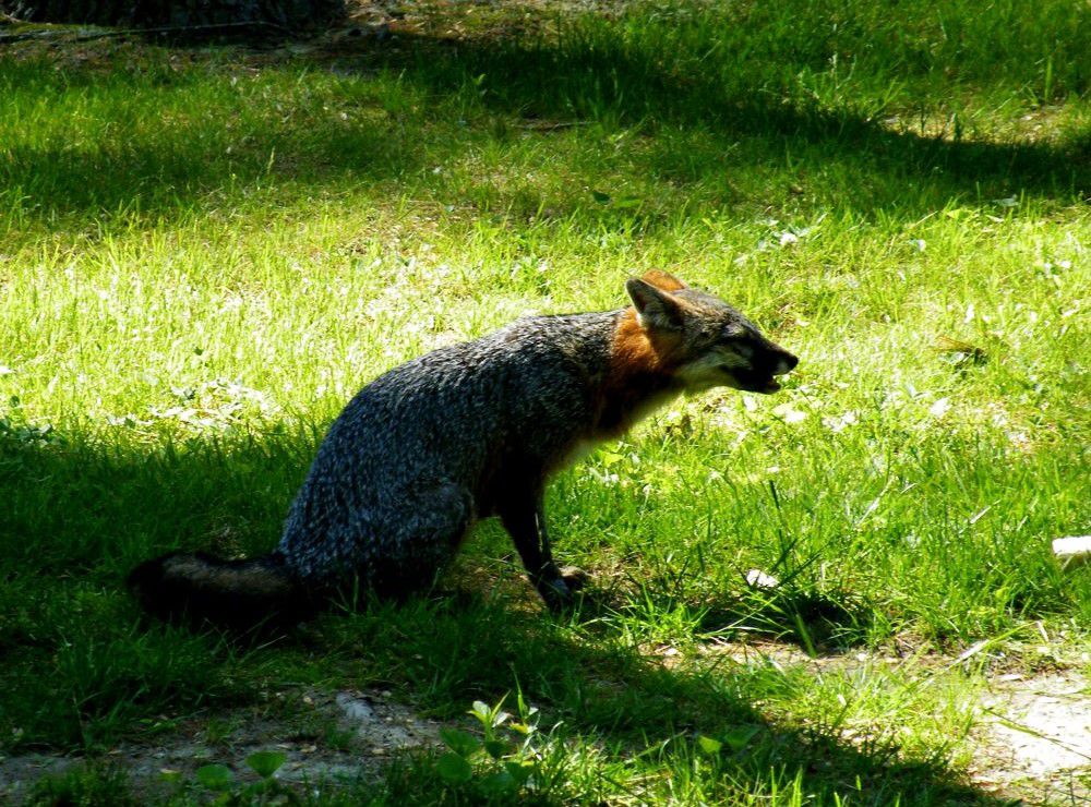 Hidden in the Shadows: A Fox Tale