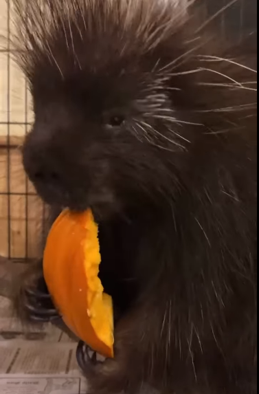 Ever wonder what a porcupine sounds like?