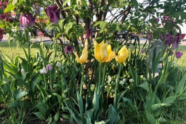 Yellow Tulip Project spreads mental health awareness