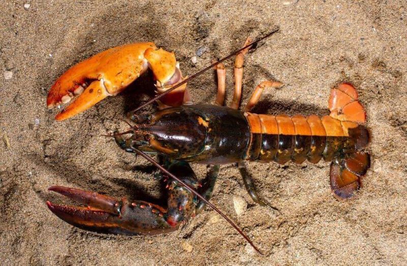 Another rare lobster makes a home at UNE Marine Science Center