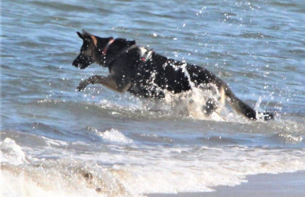 are dogs allowed on old orchard beach